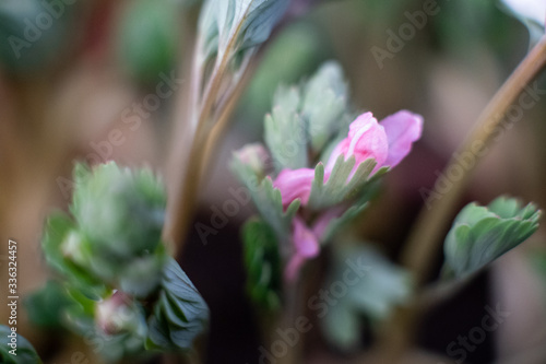 Pink and white  fluffy flowers Trifolium. Clover  aka porridge or Trifolium rubens. macro photo