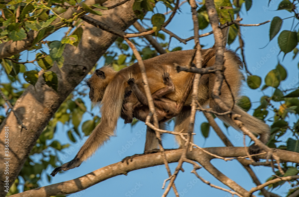 Fototapeta premium money on tree