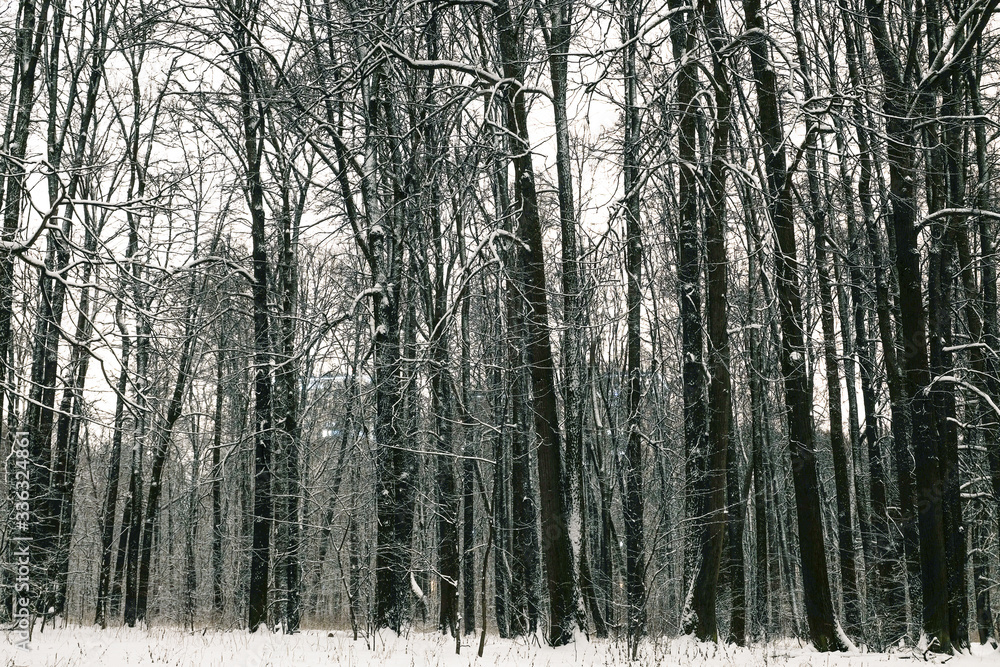 Night landscape in the park in Moscow with snow in winter. Night landscape in the park in Moscow with snow in winter.