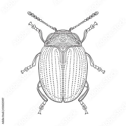 Black and white image of a round beetle