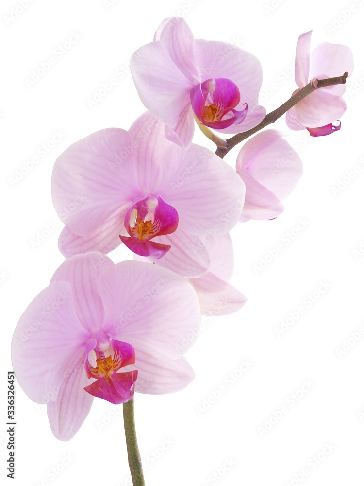 pretty pink orchid Phalaenopsis close up isolated pretty pink orchid Phalaenopsis close up isolated