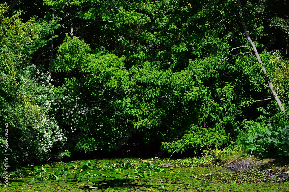 green moss in the garden