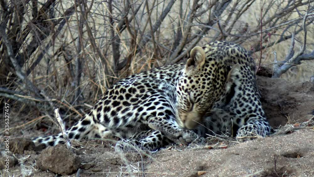 African spotted leopard licking it's back paw under the shadow of a shrub, handheld shot with zoom out African spotted leopard licking it's back paw under the shadow of a shrub, handheld shot with zoom out