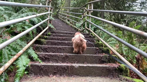 Dog walking up stair in the forest photo