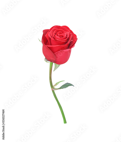 Red rose flower blossom with green leaf isolated on white background , clipping path