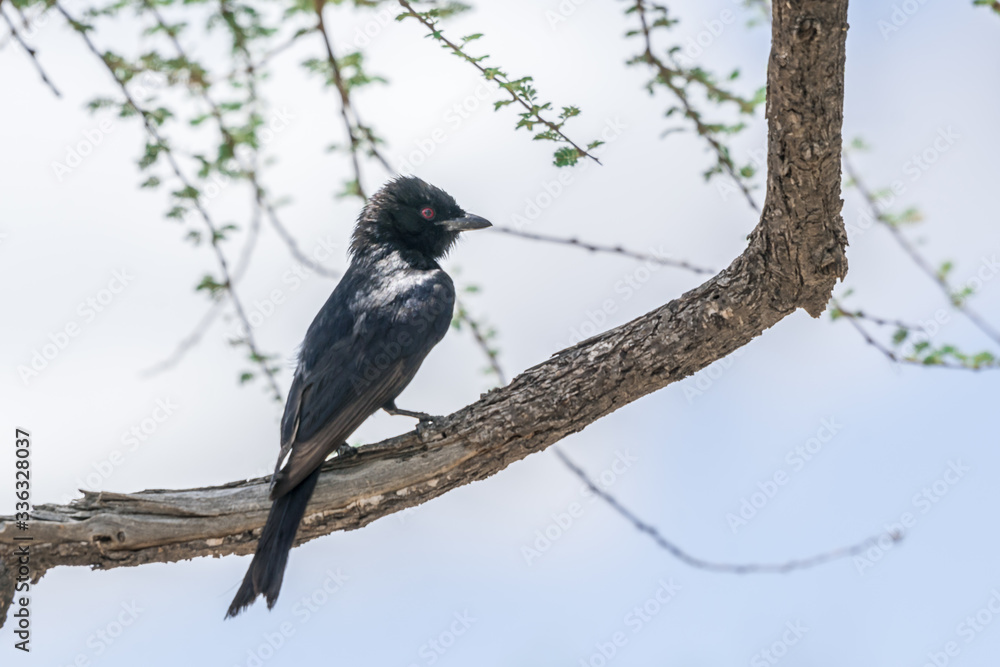 Bird in Etosha NP