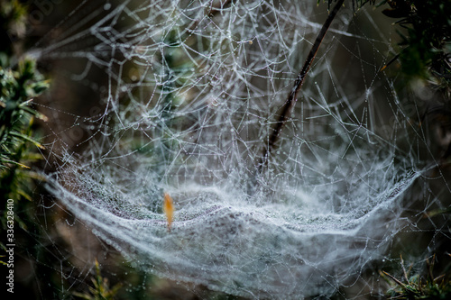 spider web 