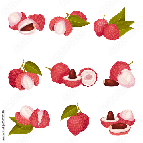 Fototapeta Naklejka Na Ścianę i Meble -  Tropical Lychee Fruit with Pink-red Rind and Brown Seed Vector Set