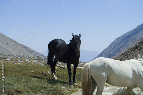 horses on the mountain