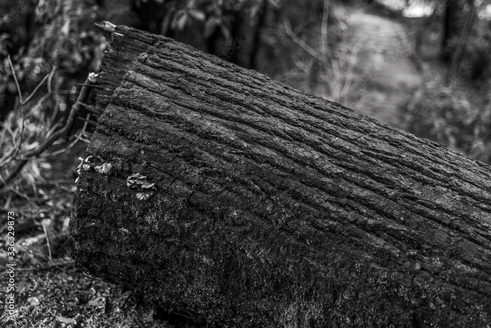 A decaying tree in a damp forest and the K that grows there