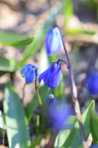 Blaue Blume