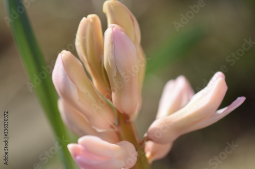 Blume
