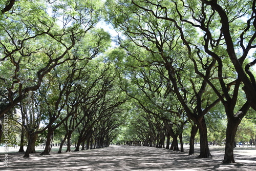 Allee