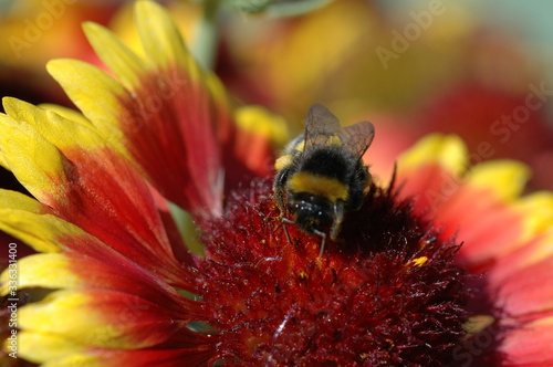 Hummel