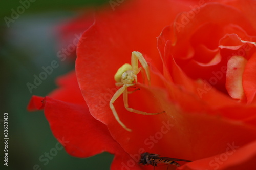 Gelbe Spinne