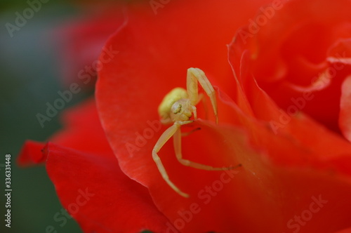Gelbe Spinne