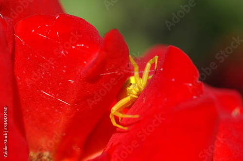 Gelbe Spinne