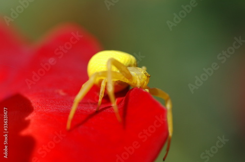 Gelbe Spinne