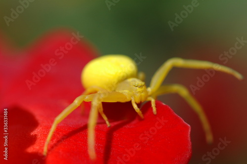Gelbe Spinne