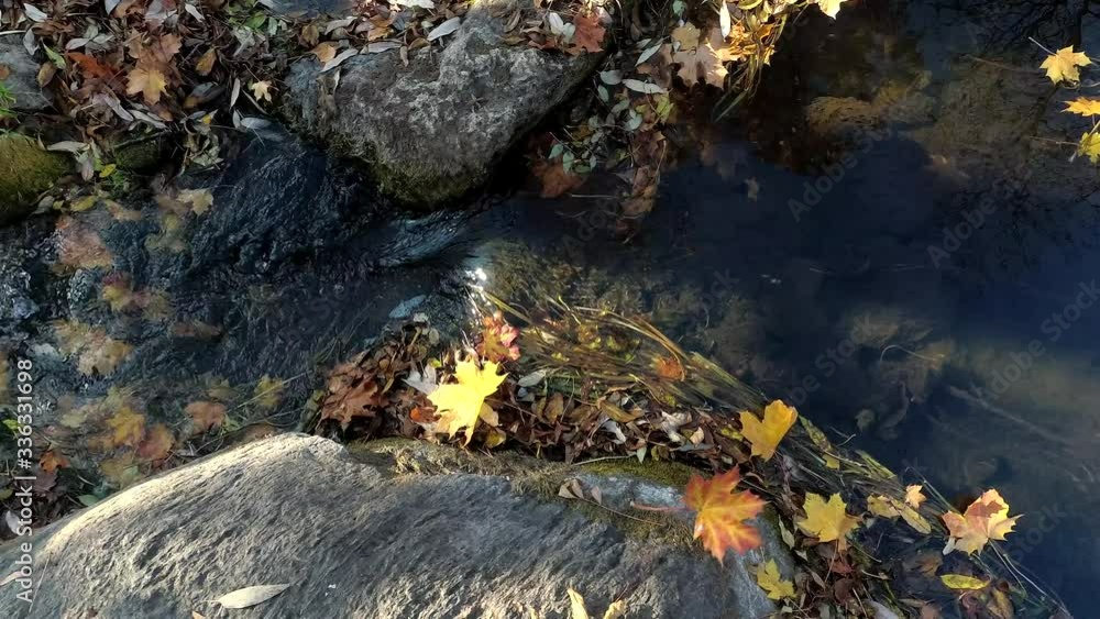 Colorful tree leaves falling in stream water between rocks Colorful tree leaves falling in stream water between rocks