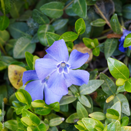  Vinca minor  Kleine Immergr  n mit f  nfz  hligen hell-dunkelblauen Bl  tenbl  tter 