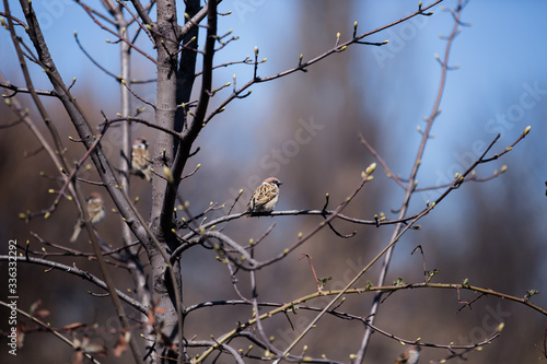 Sparrow on a branch closeup sunny weather