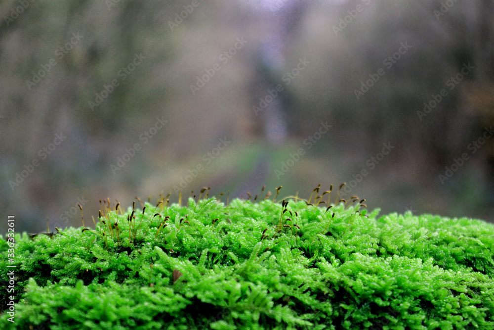 Moos vor einem Waldweg Moos vor einem Waldweg
