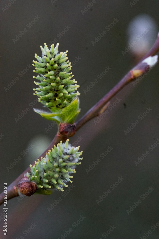 Naklejka premium buds of a willow