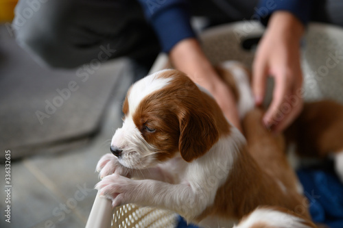 Cute newborn welsh springer spaniel puppies, one month old. Stock Photo |  Adobe Stock