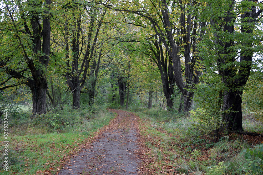 Fototapeta premium Waldweg im Herbst