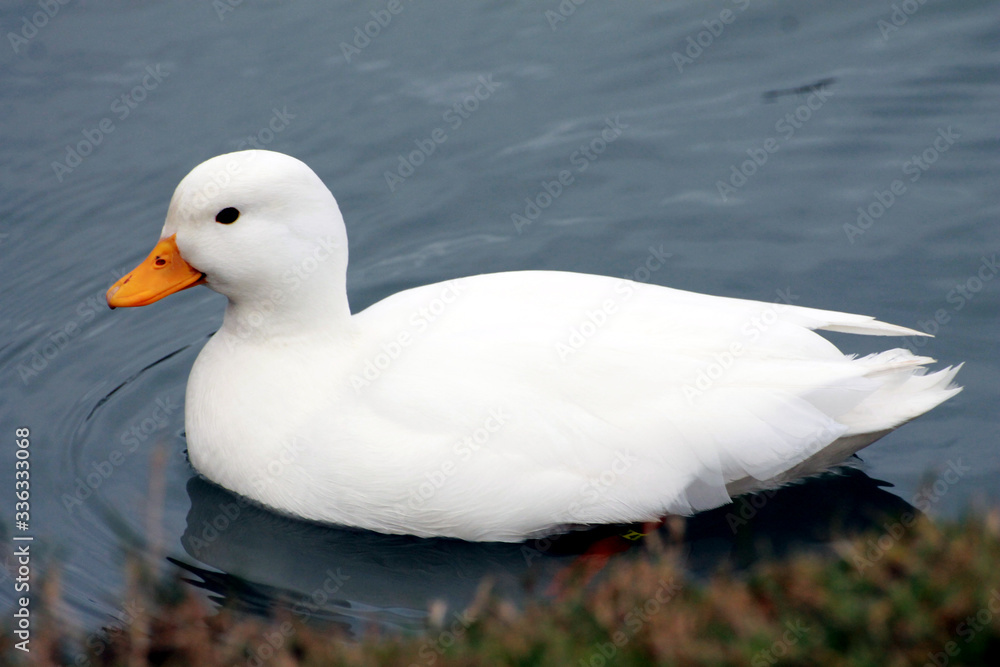 rein weiße Ente