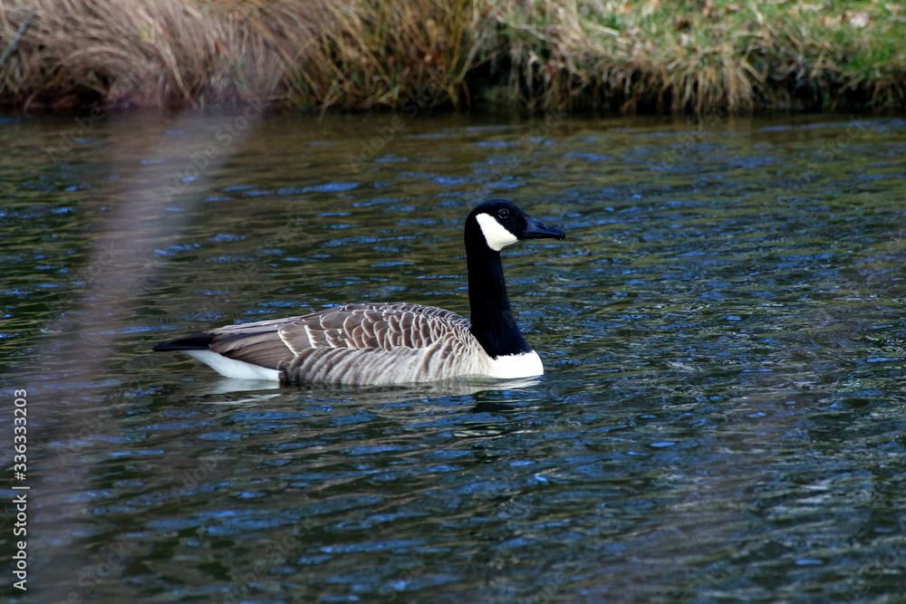 Obraz premium Kanadagans auf einem See