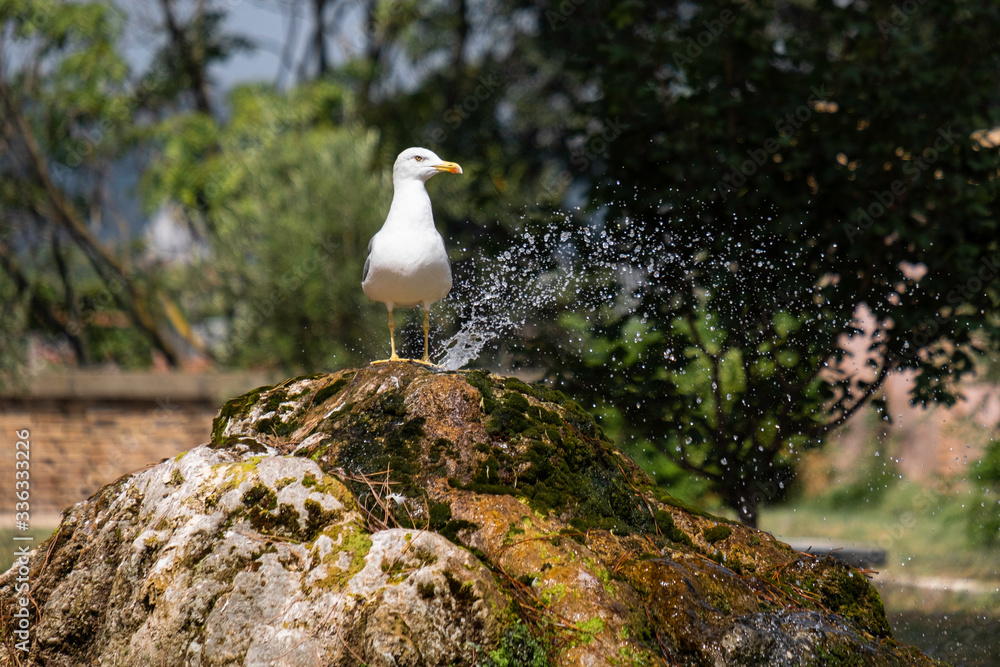 a seagull stands on a fountain and a park in the background a seagull stands on a fountain and a park in the background