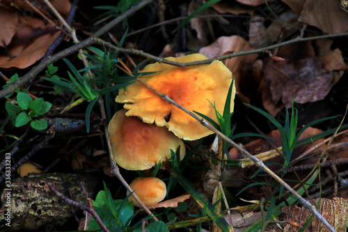 gelber Pilz im Wald
