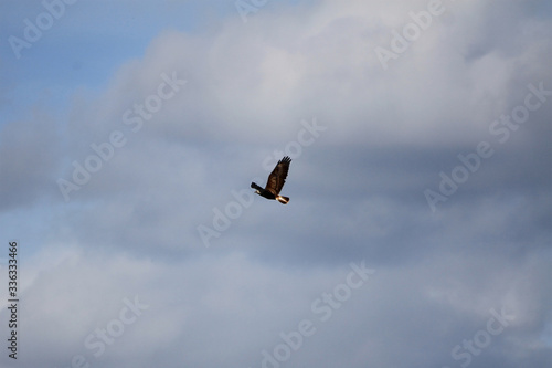 Steinadler im Flug