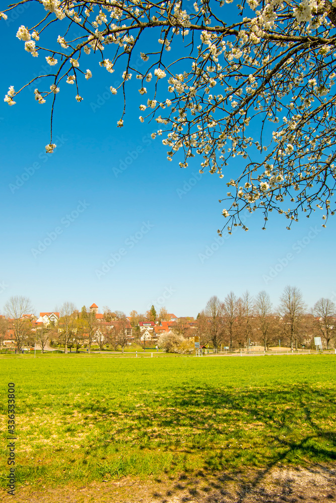 cherry blossom on a blue sky with German small village