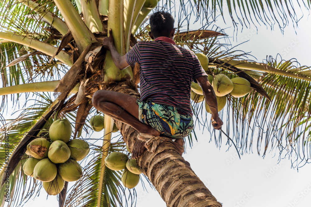 Man Climbing Cocos branch harvester harvests coconut palm tree trunk