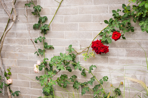Beautiful climbing rose on vintage gray brick in flower garden © Piman Khrutmuang