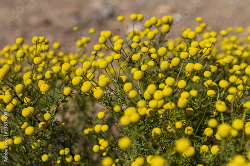 Globe chamomile flowering fynbos  South Africa. Stinknet plant.