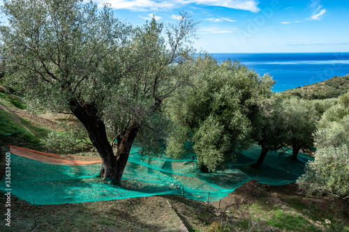 Εκτύπωση καμβά secular olive trees and nets for the harvest of the olives on the Tyrrhenian coast of Mediterranean sea