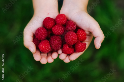 Red ripe raspberry in hands in the garden