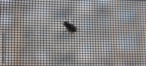 a common black fly sits on a mosquito net close-up