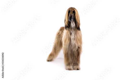Afgan hound