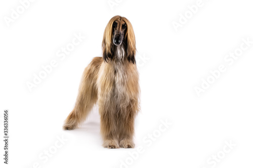 Afgan hound