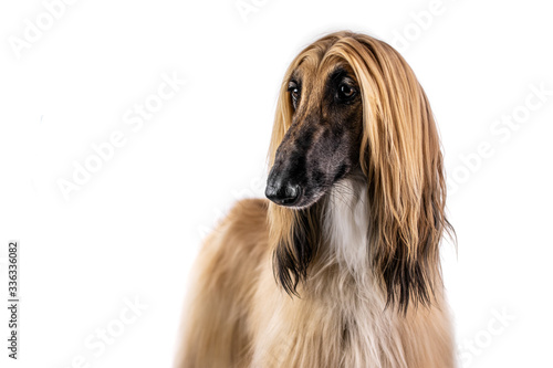 Afgan hound