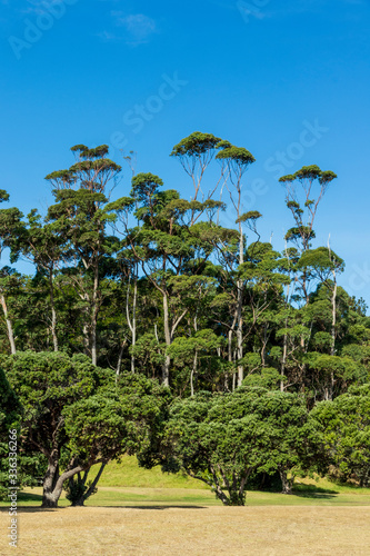 Trees near the beach at Okoromai bay in New Zealand