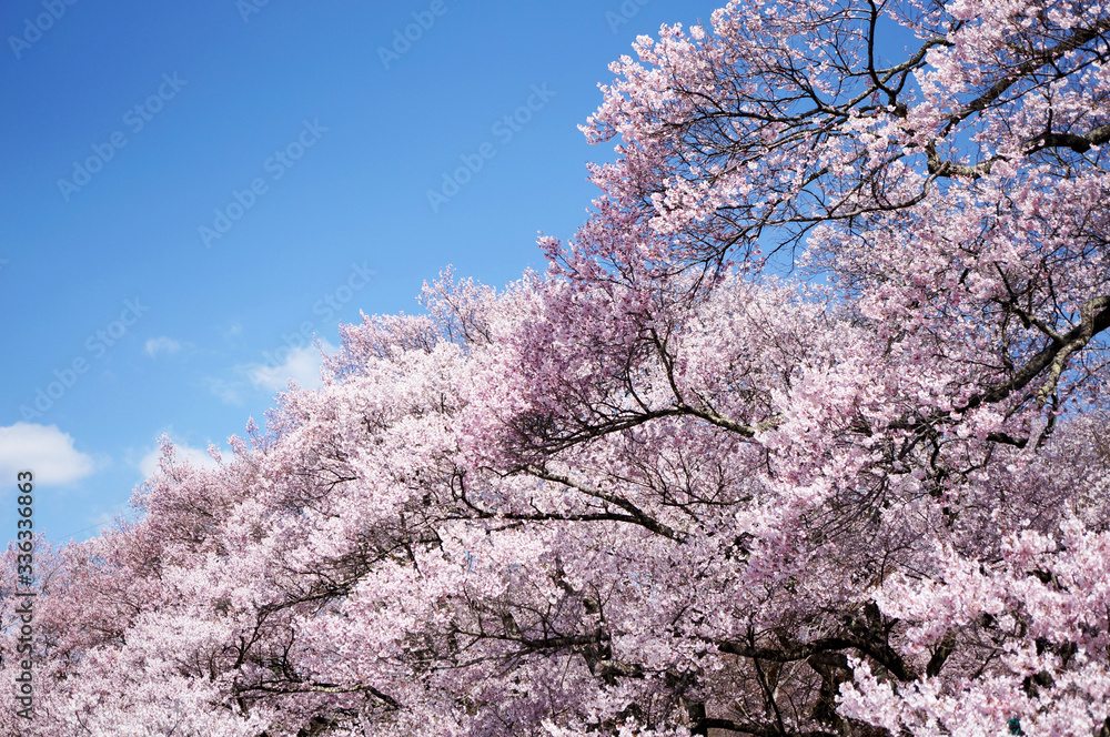 高遠小彼岸桜と青空5