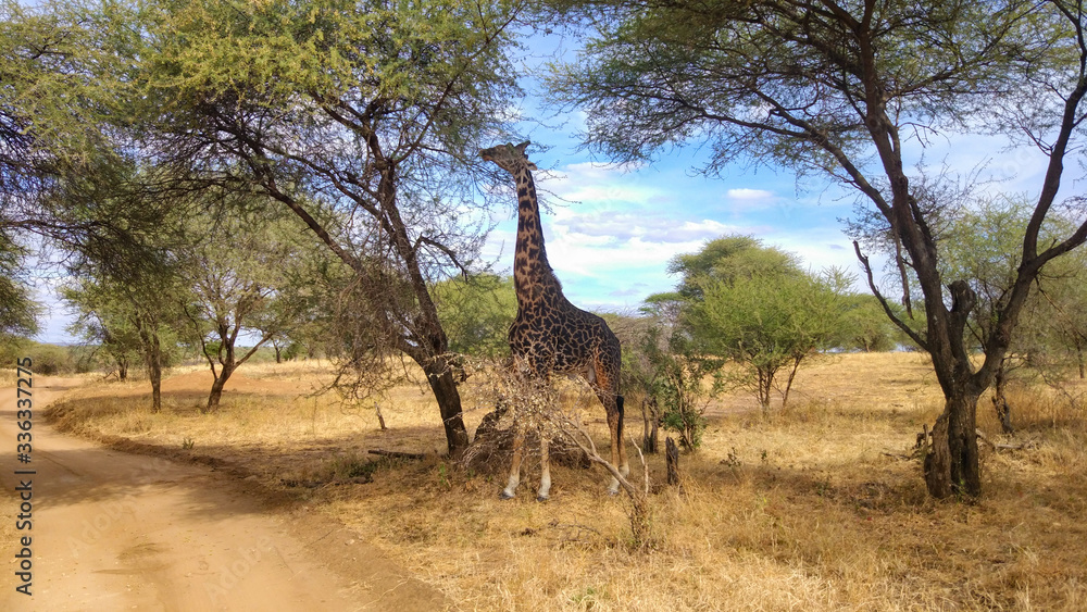Naklejka premium Black giraffe eating from an acacia on a pathway in the savanna of Tarangire National Park, in Tanzania