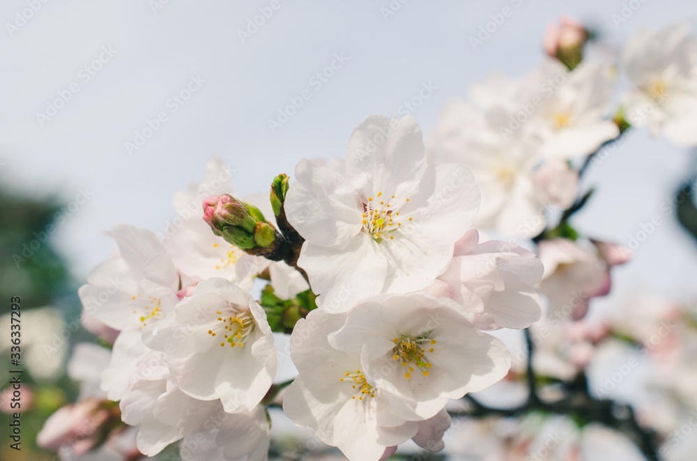 Beautiful cherry blossoms blooming in spring Beautiful cherry blossoms blooming in spring