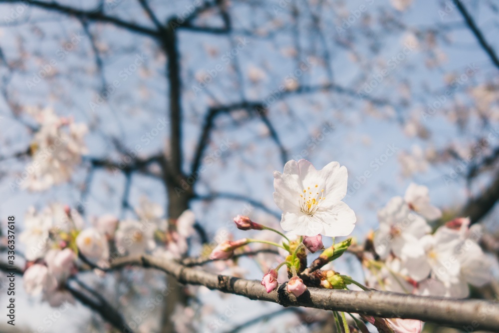 Beautiful cherry blossoms blooming in spring Beautiful cherry blossoms blooming in spring